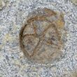 Starfish (Petraster?) & Edrioasteroid Plate - Ordovician #23866-3